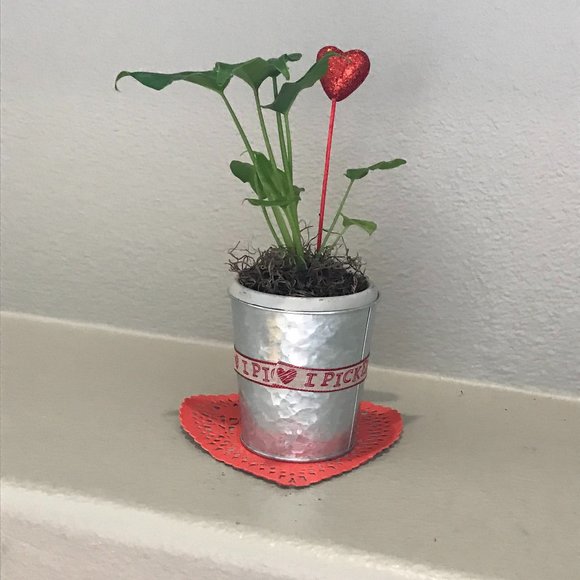 Philodendron – “Déjà vu” - Starter Plant